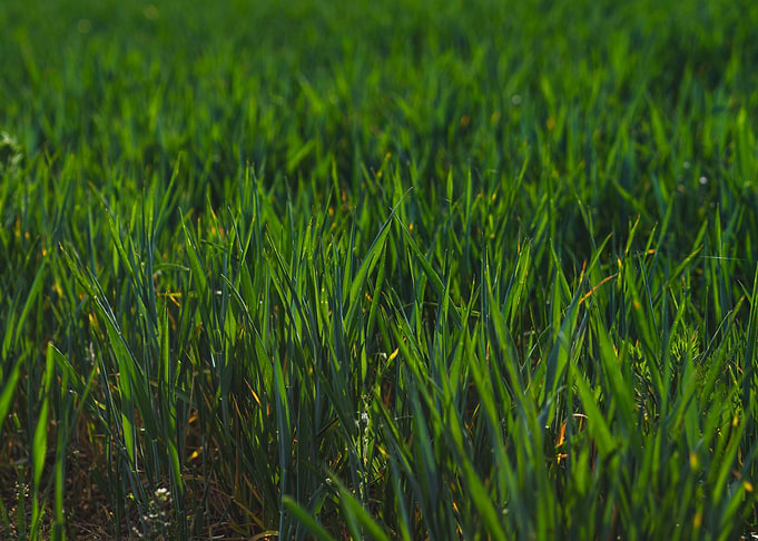 Field