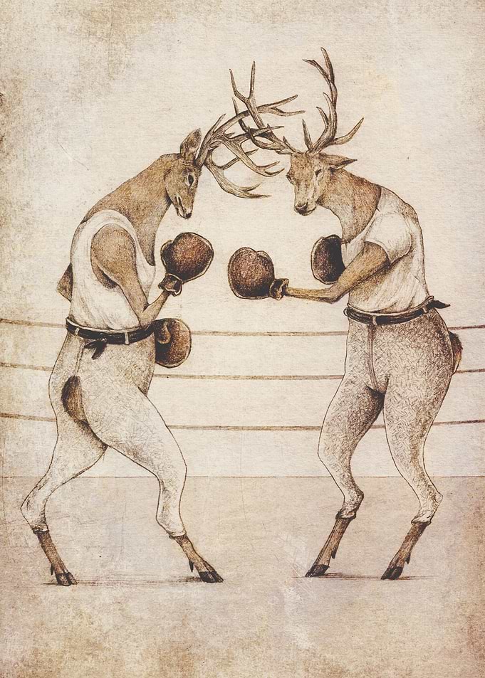 Wild Boxing