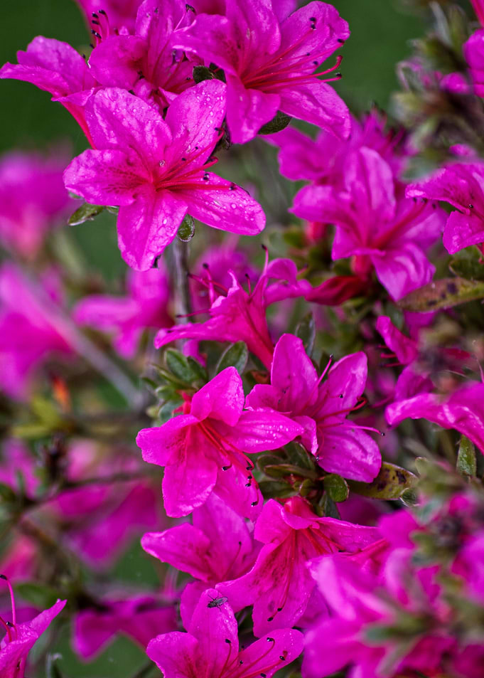 Escallonia