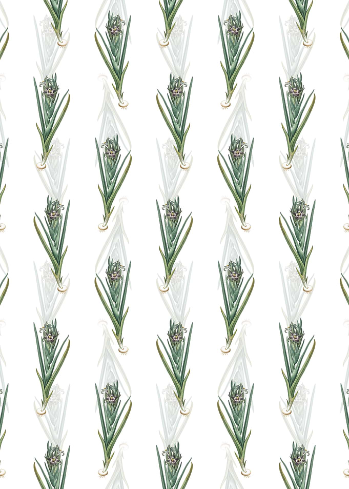 Floral Ferraria Pattern