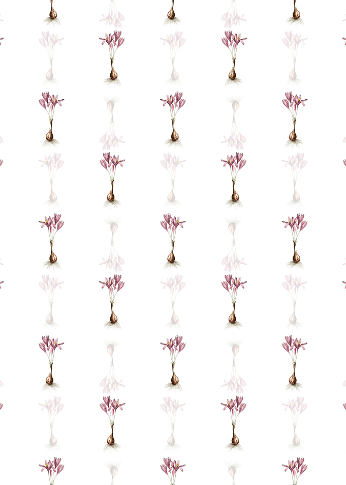 Autumn Crocus Pattern