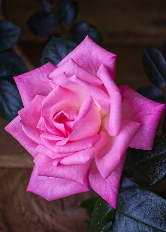Wild Rose