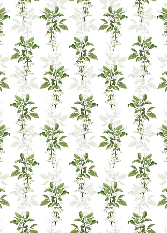 White Mountain Silverbell
