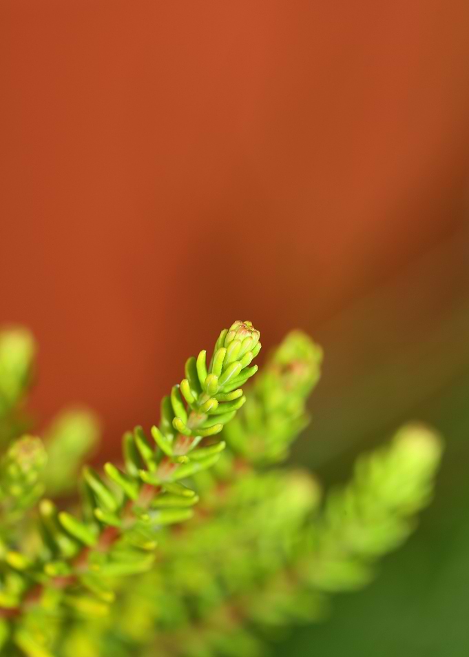 Erica sativa flower macro
