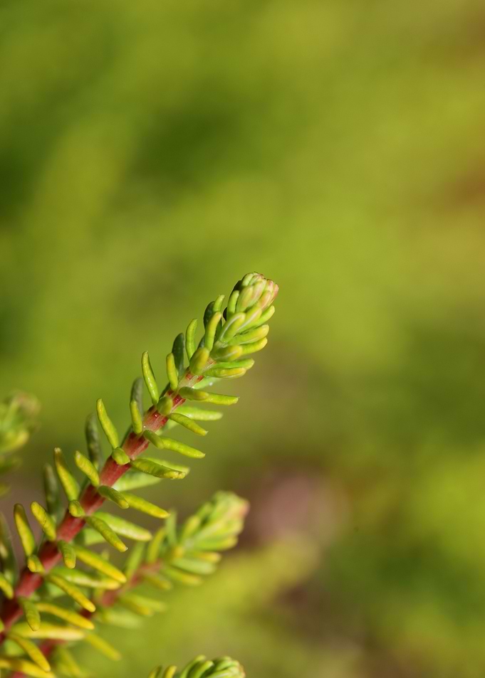 Erica flower blossom macro