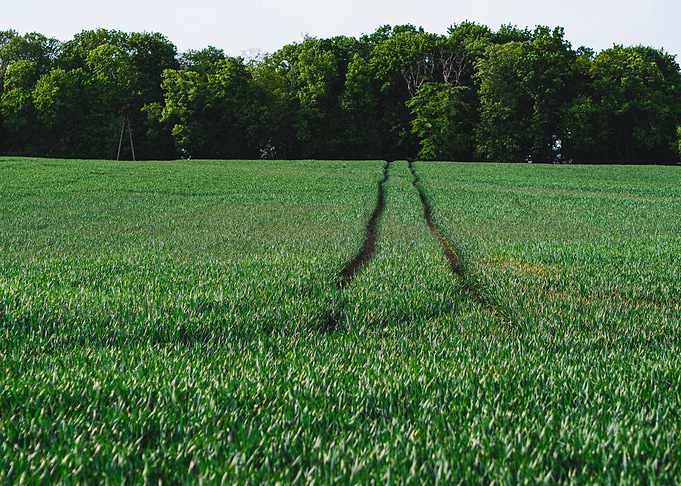 Field