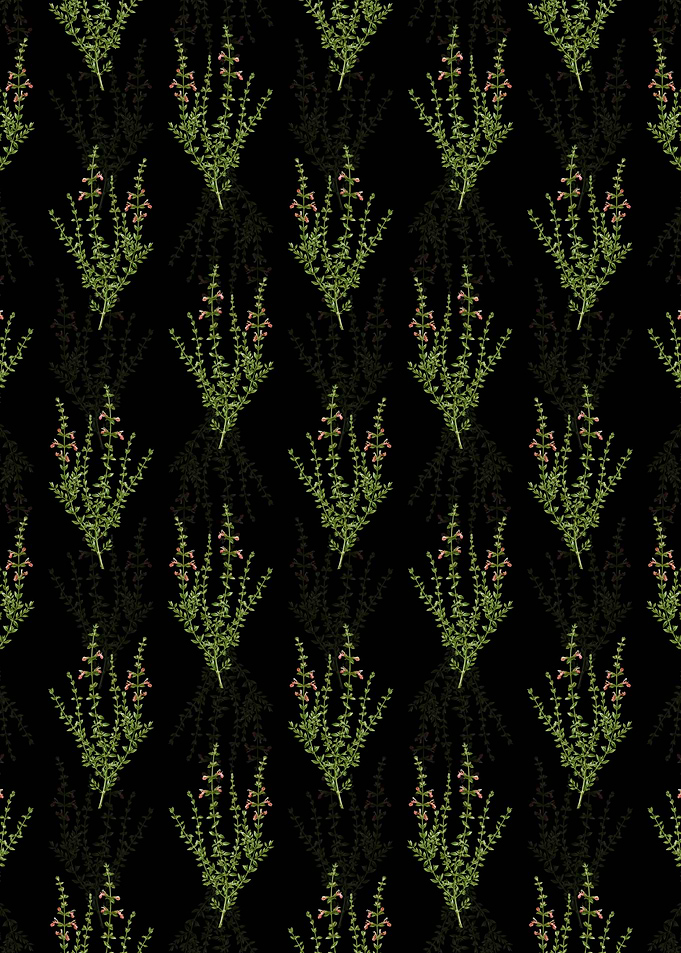 Cat Thyme Plant Pattern