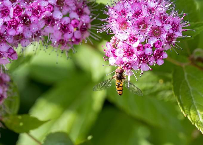 Macro of an insect