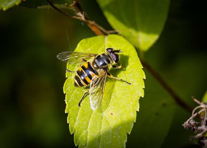 Macro of an insect