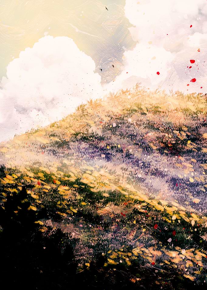 Summer evening meadows
