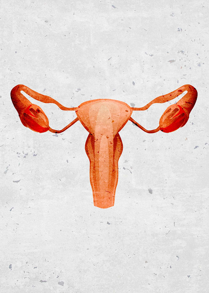 reproductive fallopian tub