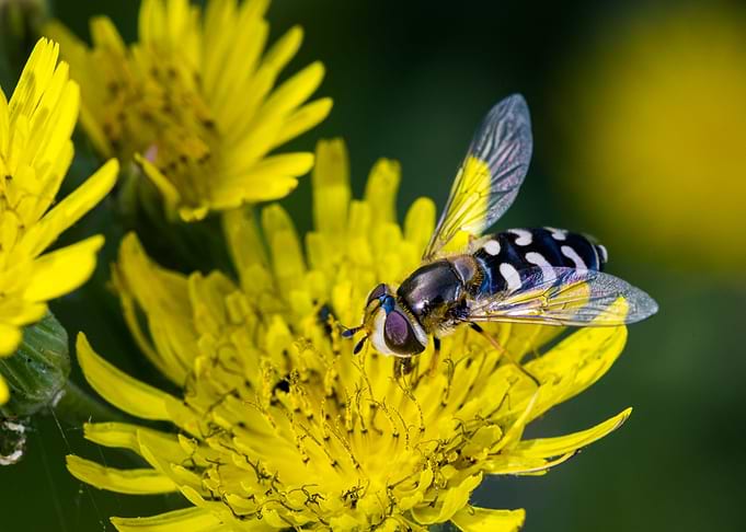 Macro of an insect