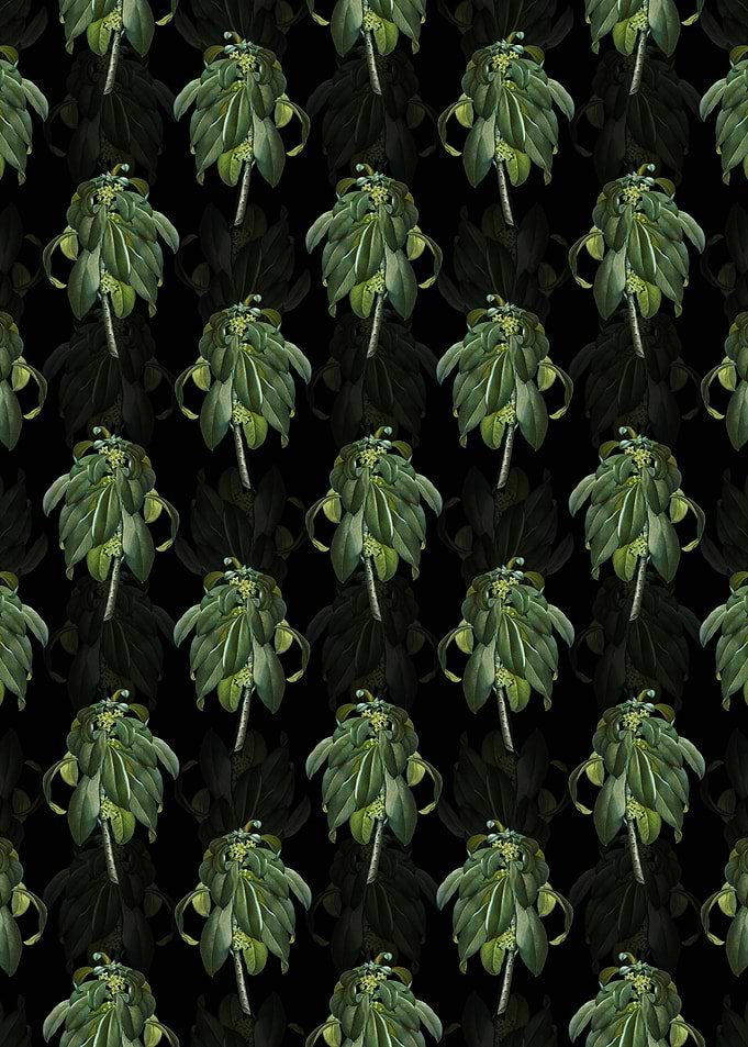 Black Spurge Laurel Weeds