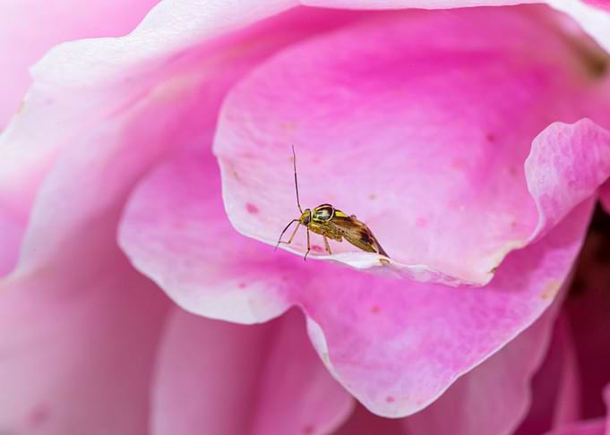 Macro of an insect