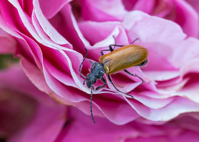 Macro of an insect