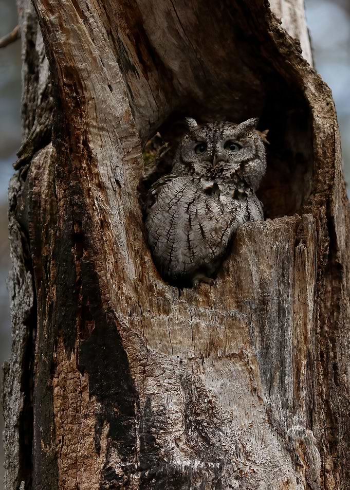 Night Owl