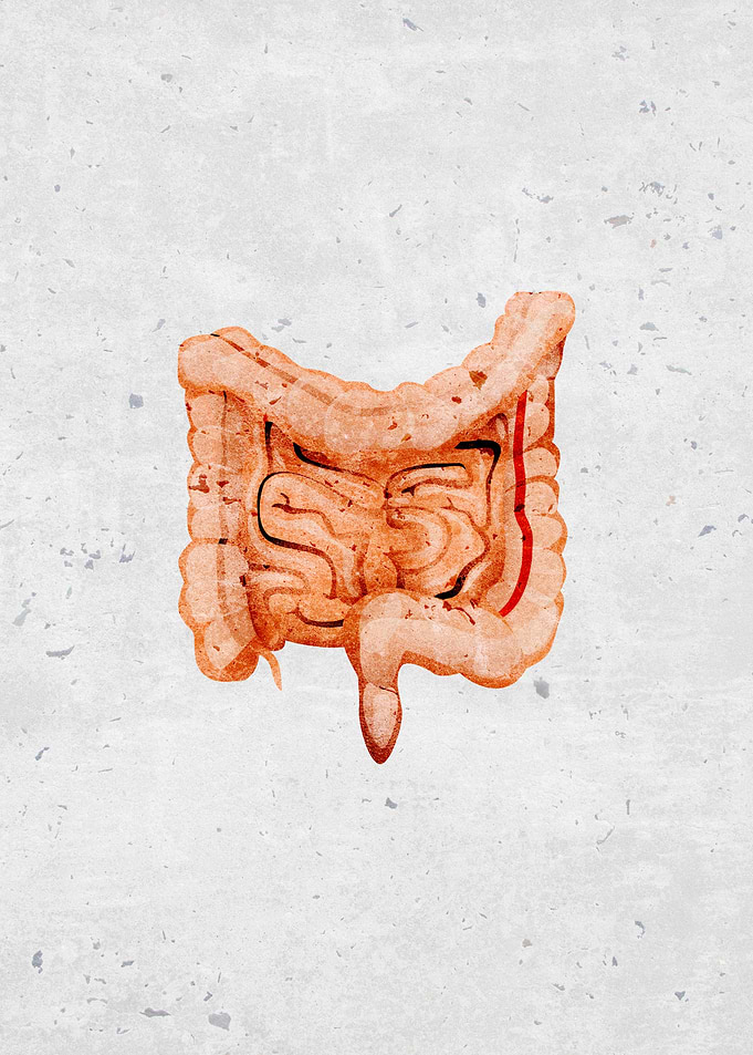human intestines organs
