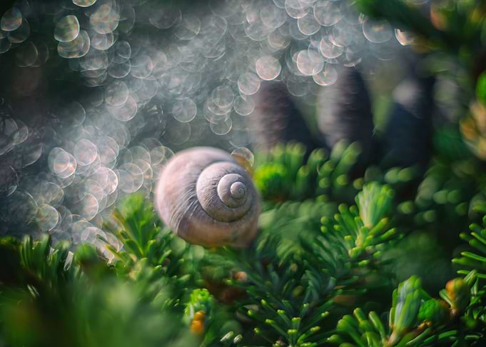 Snail shell in the forest