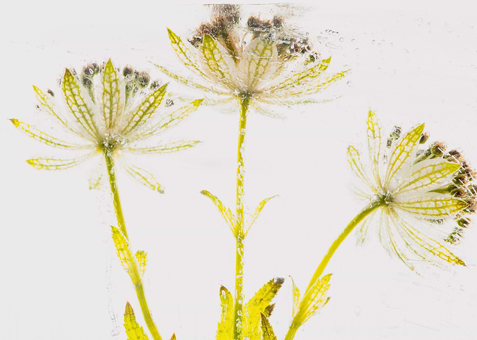 Astrantia in ice 2