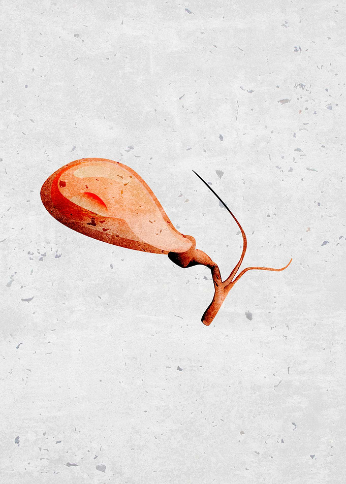 human gallbladder organ