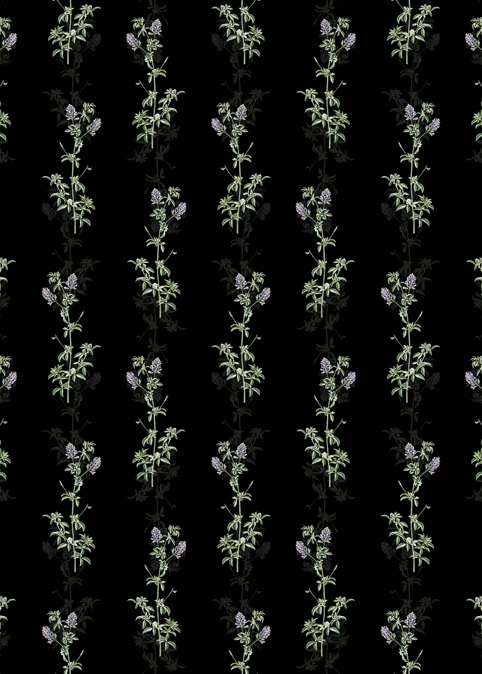 Black Spanish Clover Bloom
