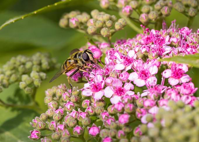 Macro of an insect