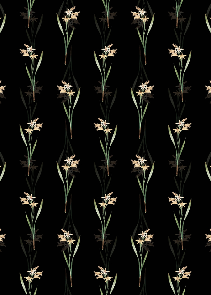 Black Gladiolus Cuspidatus