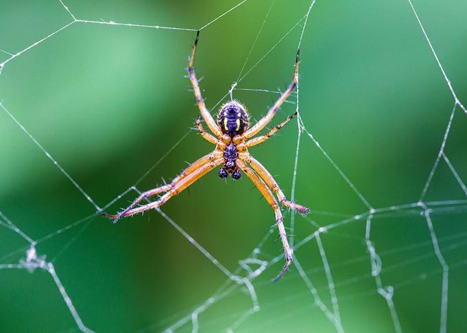 Macro of a spider
