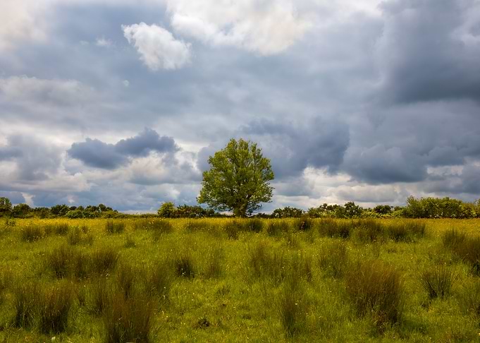 Field in Westmeath