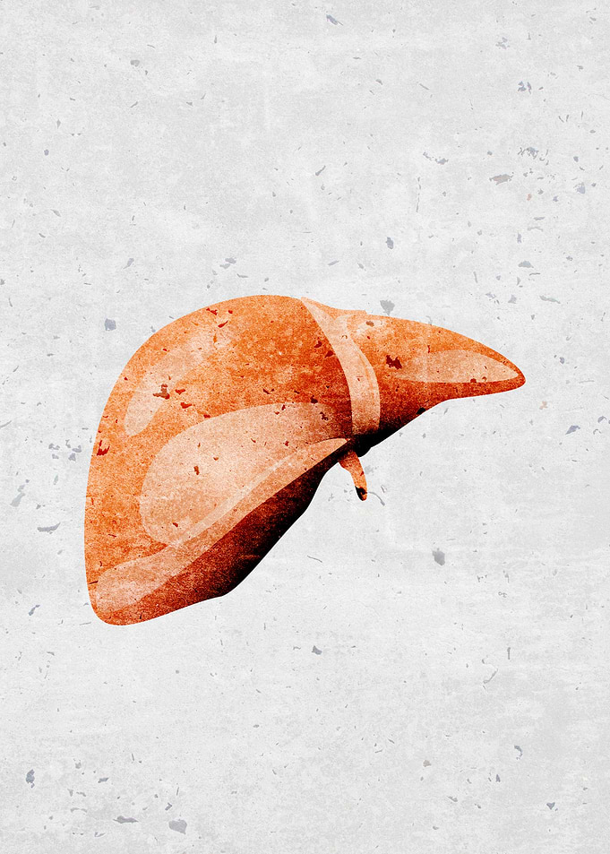 Lung human organ