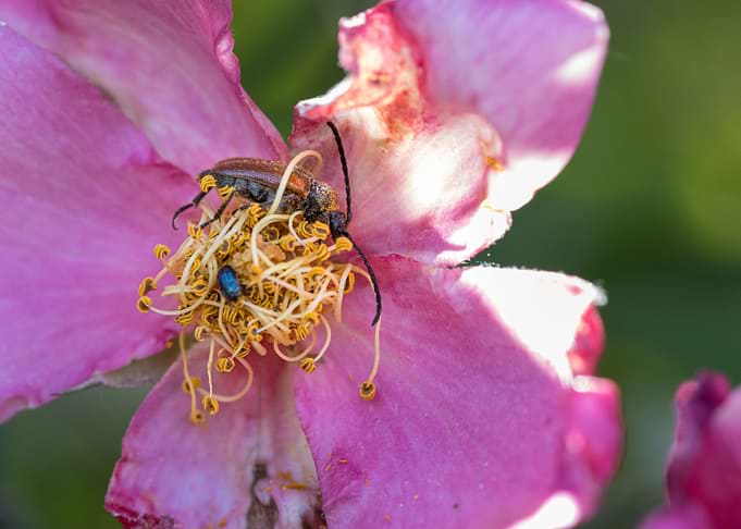 Macro of an insect