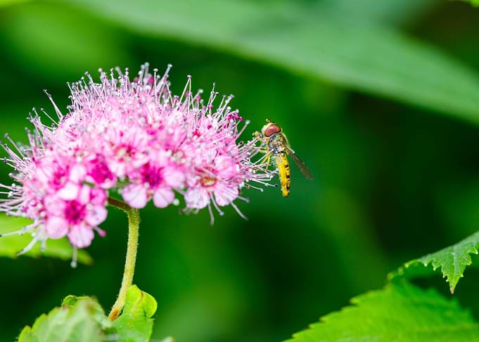 Macro of an insect