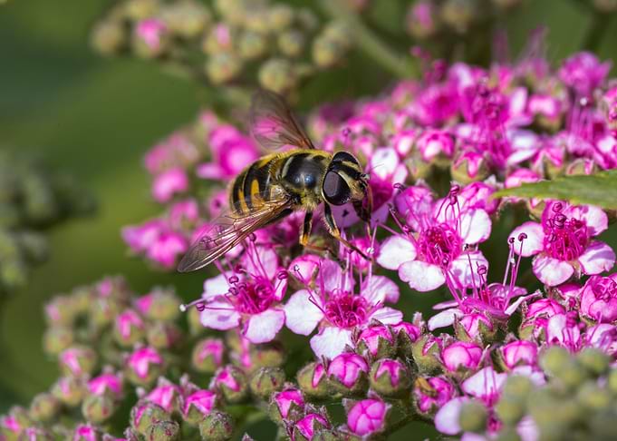 Macro of an insect