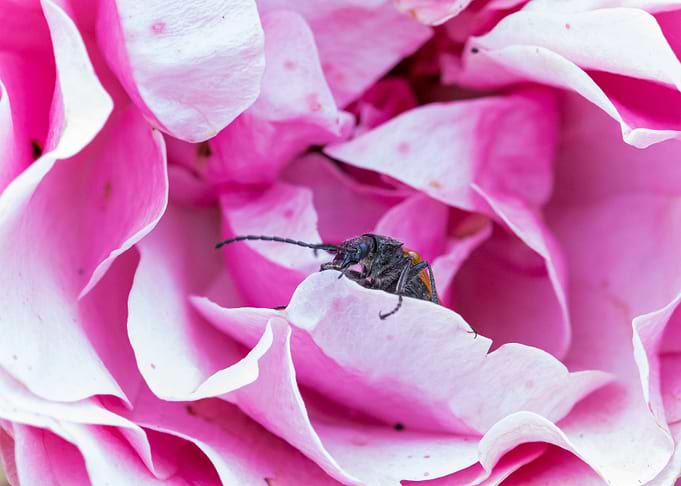 Macro of an insect