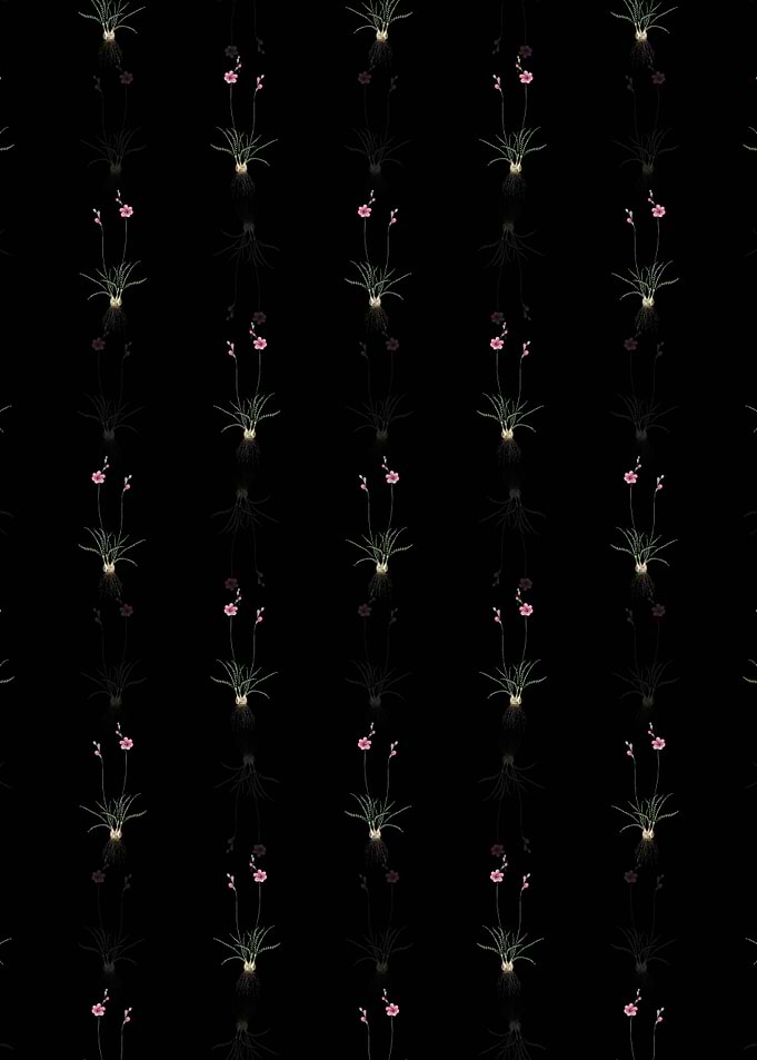 Floral Ixia Crispa Pattern