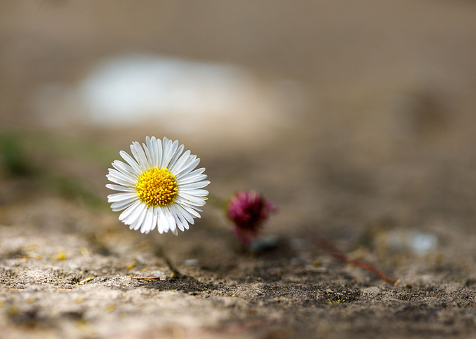 Beautiful flower closeup