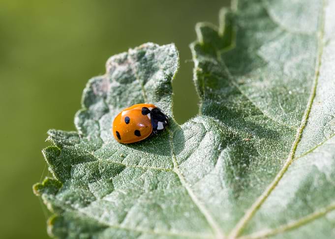 Macro of a ladybug