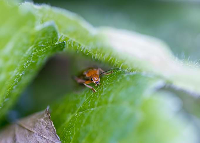 Macro of a ladybug