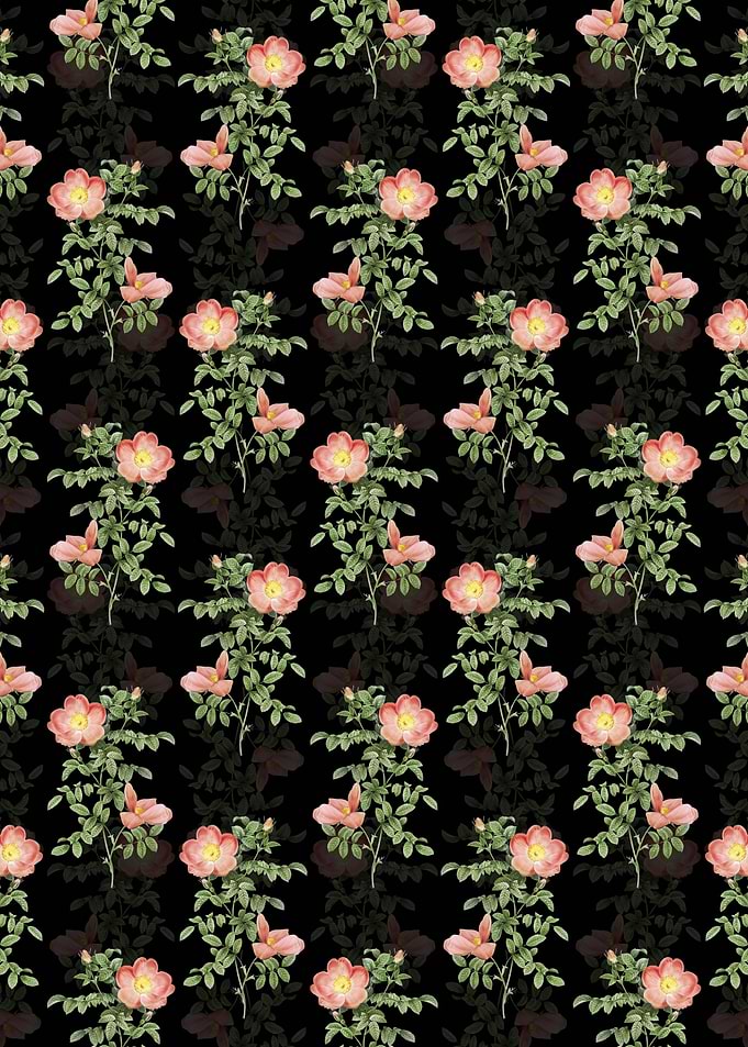 Black Red Sweetbriar Rose