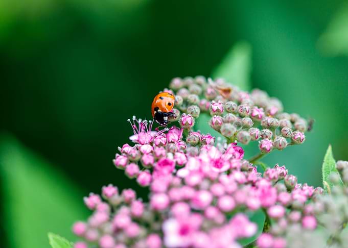 Macro of a ladybug