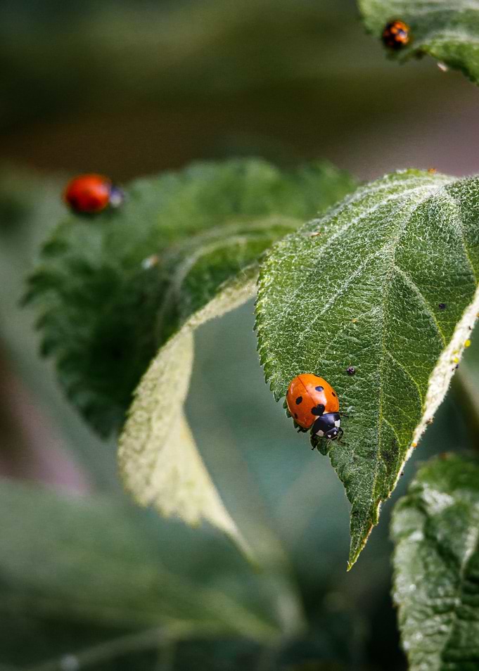 Macro of a ladybug