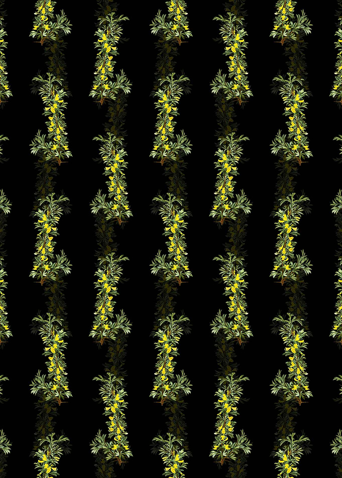 Caragana Spinosa Pattern