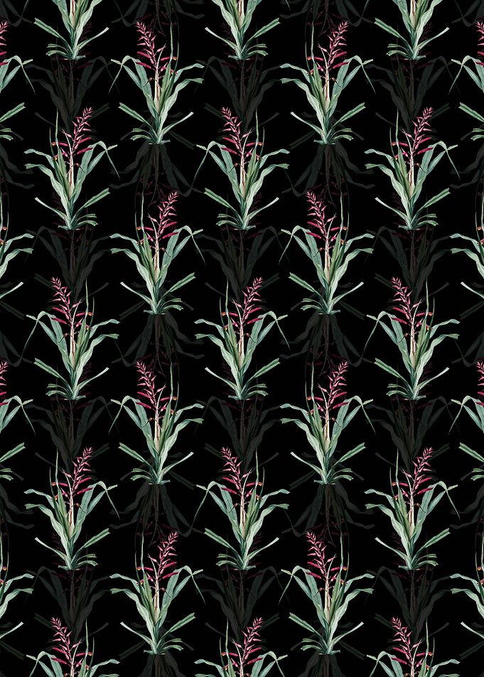 Pitcairnia Bromeliaefolia