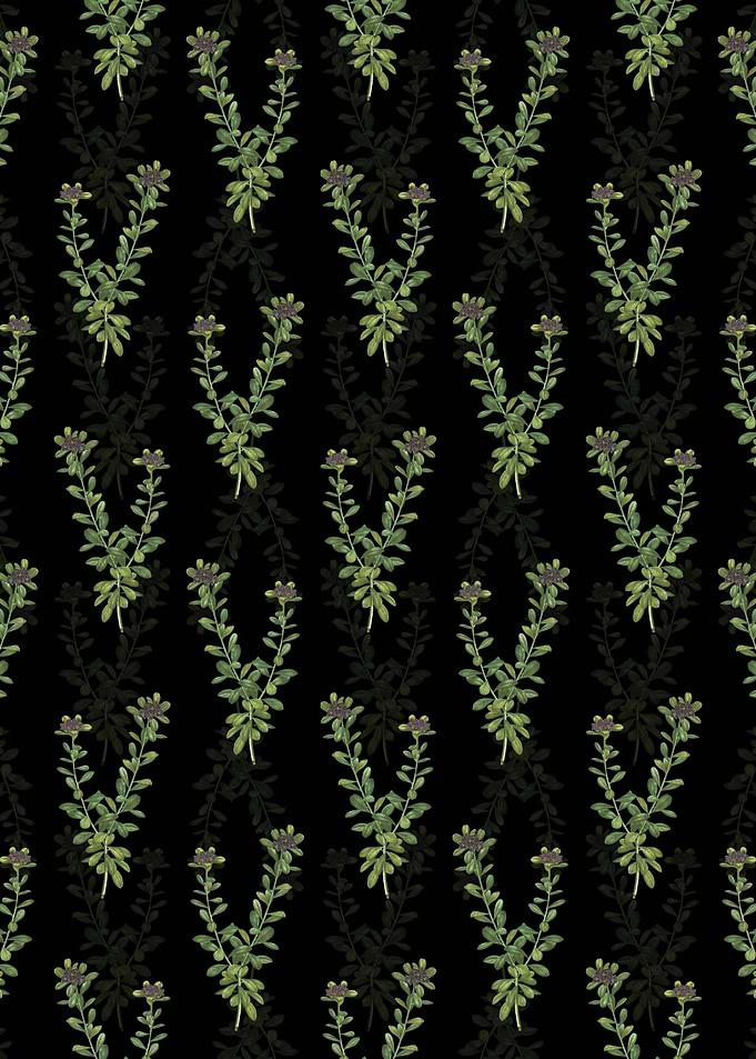 Daphne Sericea Pattern