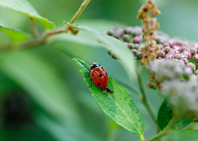 Macro of a ladybug
