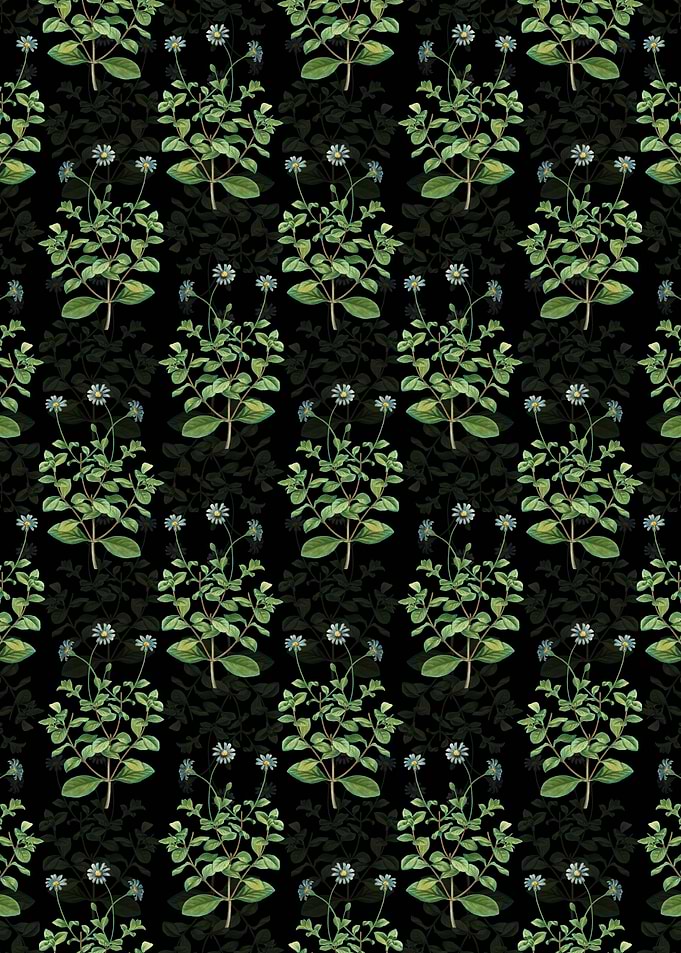 Blue Marguerite Plant
