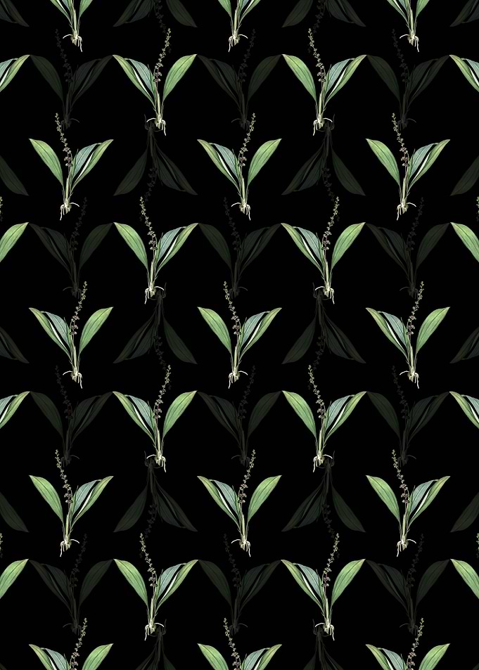 Peliosanthes Teta Pattern