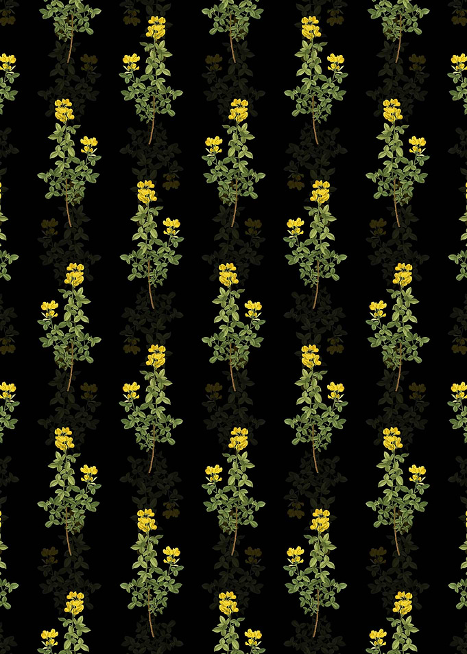 Common Cytisus Pattern