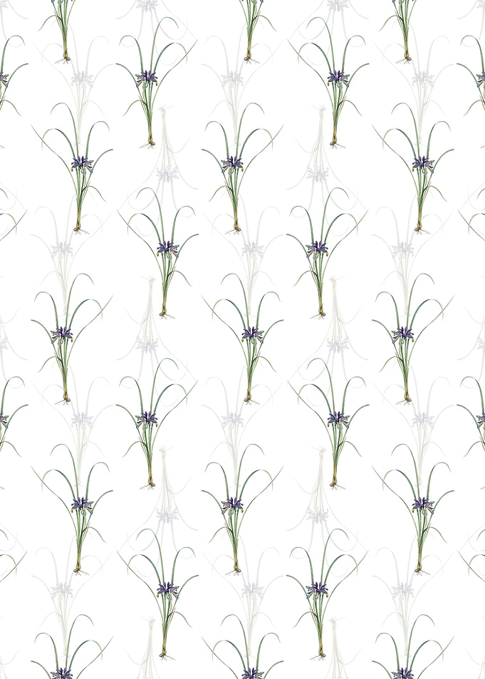 Grass Leaved Iris Pattern