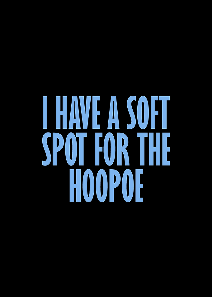 Soft spot for the hoopoe